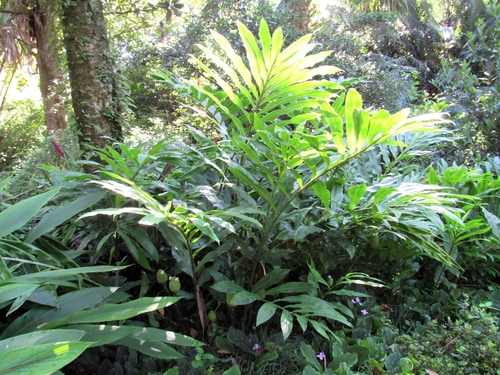 Zingiber zerumbet (Wild ginger) — photo