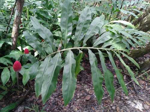 Zingiber zerumbet (Wild ginger) — photo