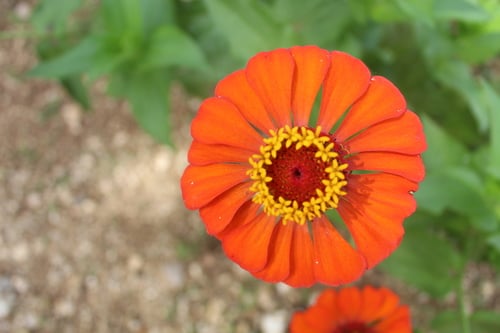Zinnia elegans (Common Zinnia) — photo