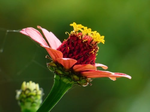 Zinnia elegans (Common Zinnia) — photo