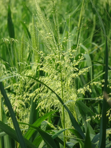 Zizania aquatica (Wild rice) — photo