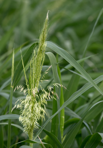 Zizania aquatica (Wild rice) — photo