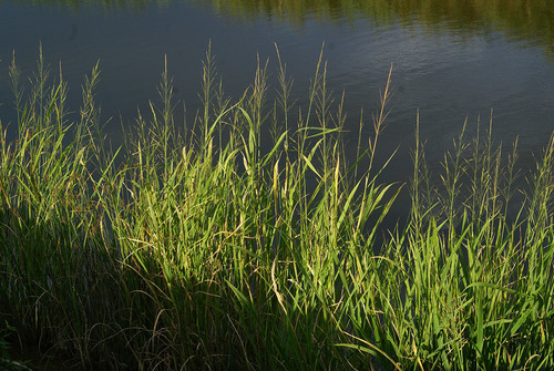 Zizania latifolia (Water bamboo) — photo