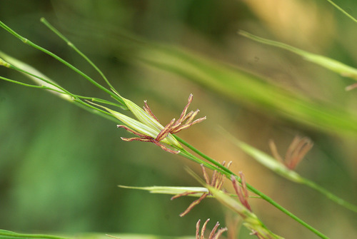 Zizania latifolia (Water bamboo) — photo
