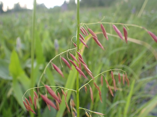 Zizania palustris (Northern wild rice) — photo