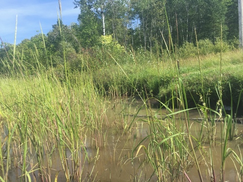 Zizania palustris (Northern wild rice) — photo