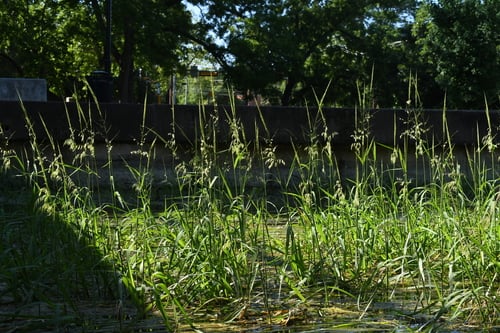 Zizania texana (Texas wildrice) — photo
