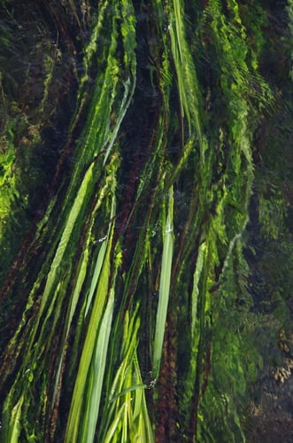 Zizania texana (Texas wildrice) — photo