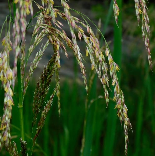 Zizaniopsis miliacea (Water millet) — photo