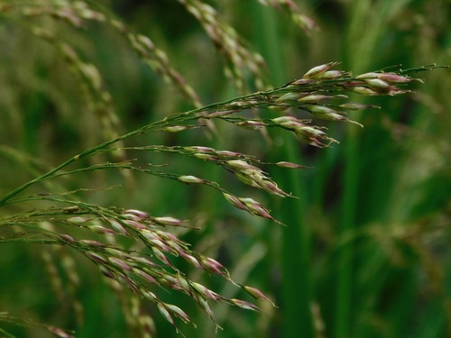 Zizaniopsis miliacea (Water millet) — photo