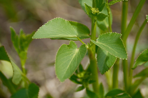 Zizia aptera (Golden alexanders) — photo
