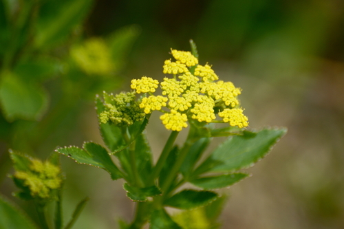 Zizia aptera (Golden alexanders) — photo