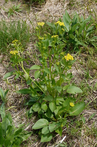 Zizia aptera