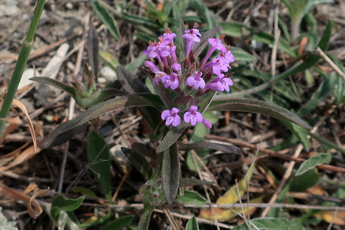 Ziziphora capitata