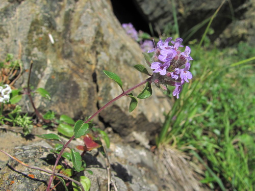 Ziziphora puschkinii