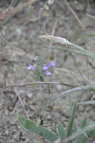 Ziziphora taurica — photo