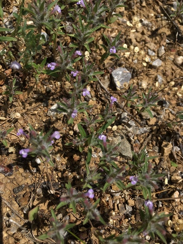 Ziziphora taurica