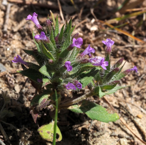 Ziziphora tenuior