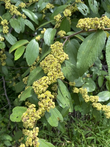 Ziziphus abyssinica (Jube-jube) — photo