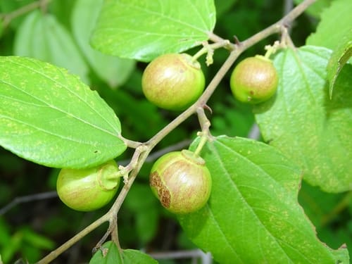 Ziziphus abyssinica (Jube-jube) — photo
