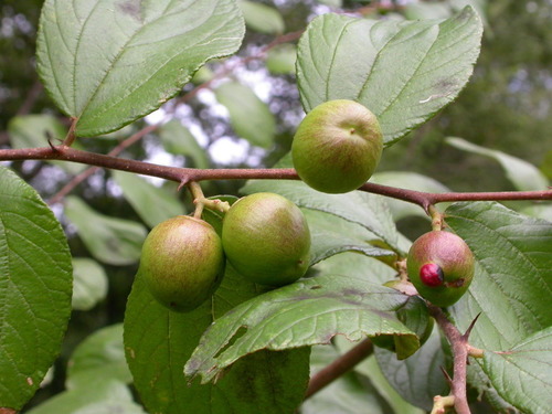 Ziziphus abyssinica