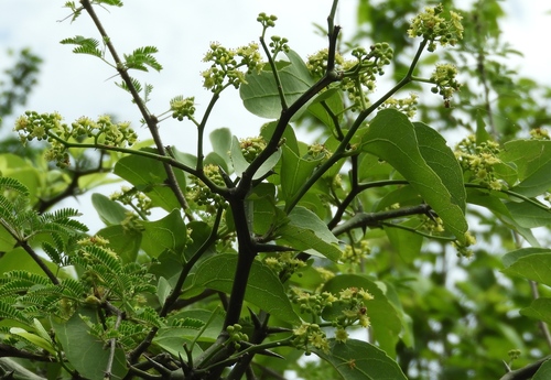 Ziziphus amole — photo