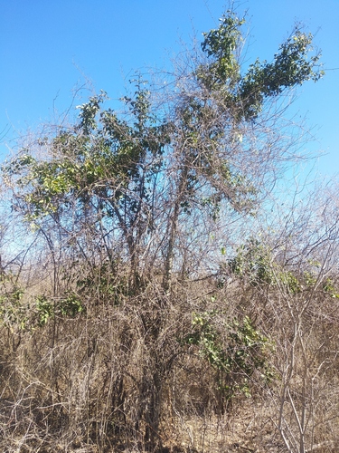 Ziziphus amole — photo