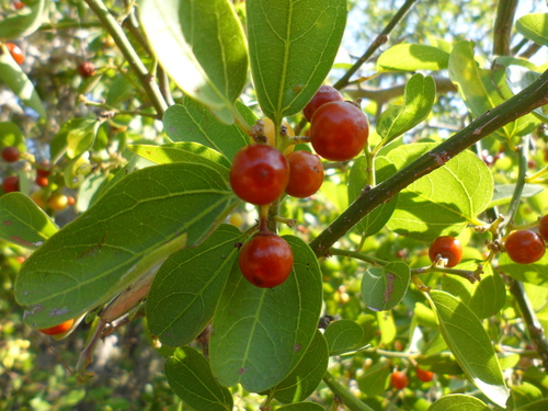 Ziziphus amole
