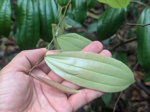 Ziziphus calophylla — photo