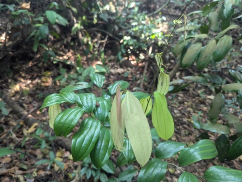 Ziziphus calophylla — photo