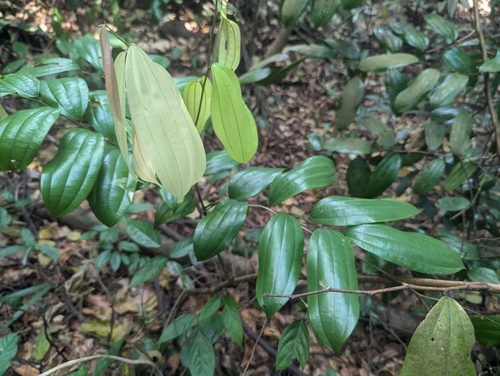 Ziziphus calophylla