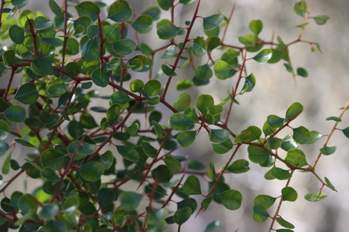 Ziziphus celata (Florida jujube) — photo