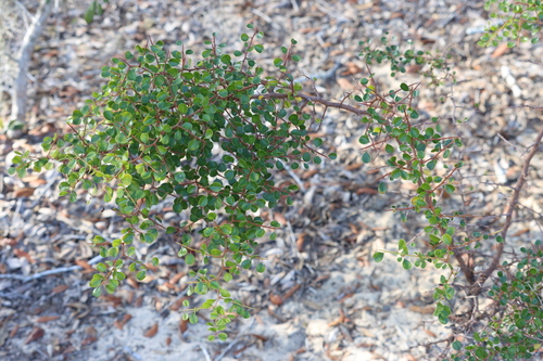 Ziziphus celata (Florida jujube) — photo
