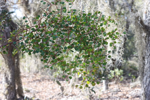 Ziziphus celata