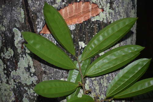 Ziziphus cinnamomum (Cinnamon jujube) — photo