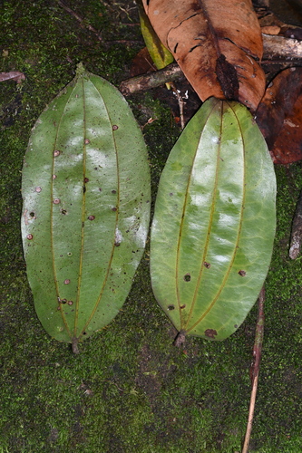 Ziziphus cinnamomum (Cinnamon jujube) — photo