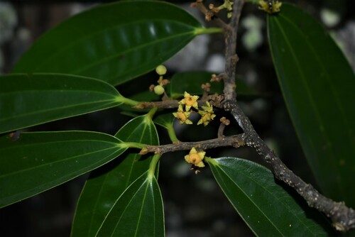 Ziziphus cinnamomum