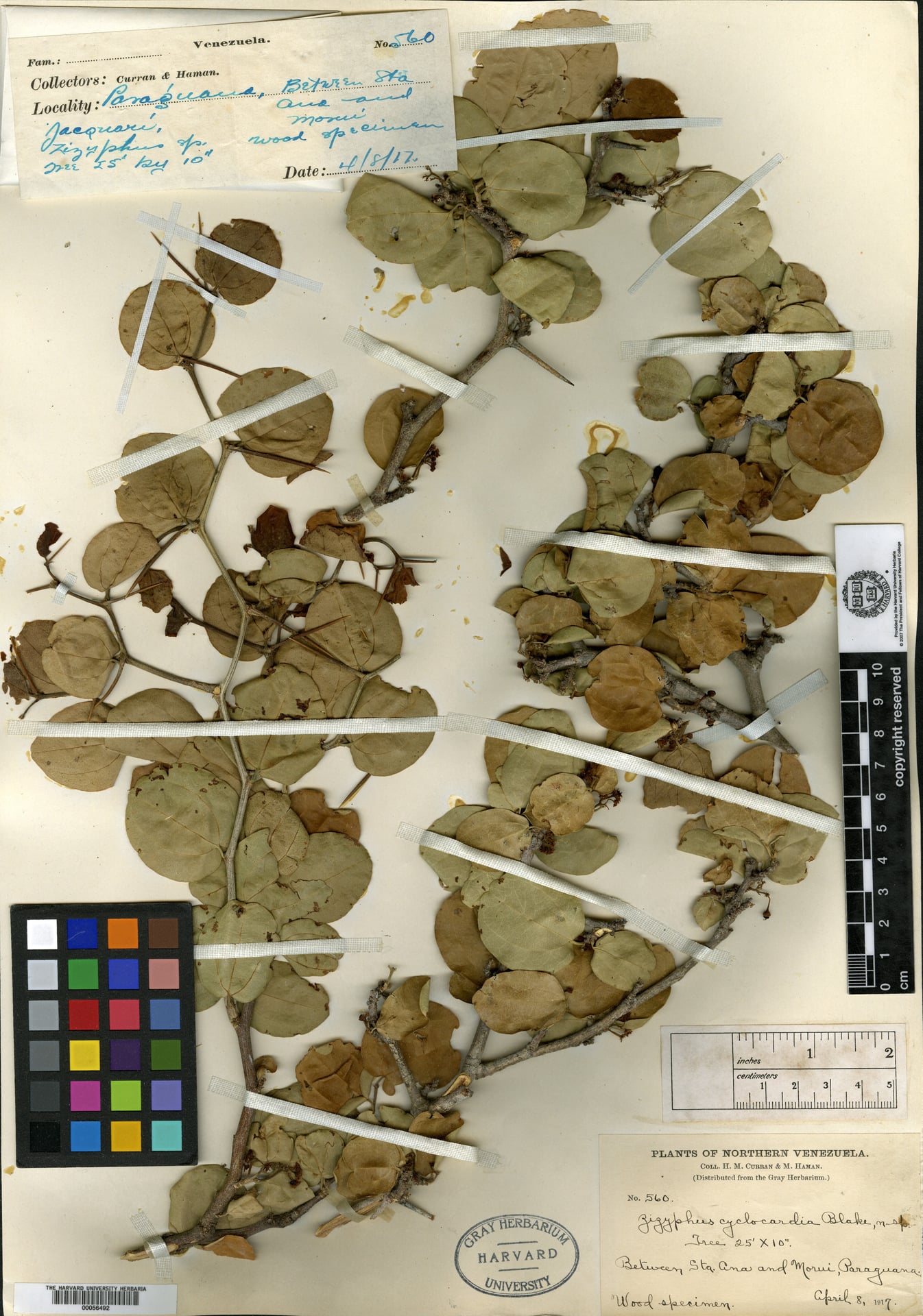 Ziziphus cyclocardia (Zenezuela jujube) — photo