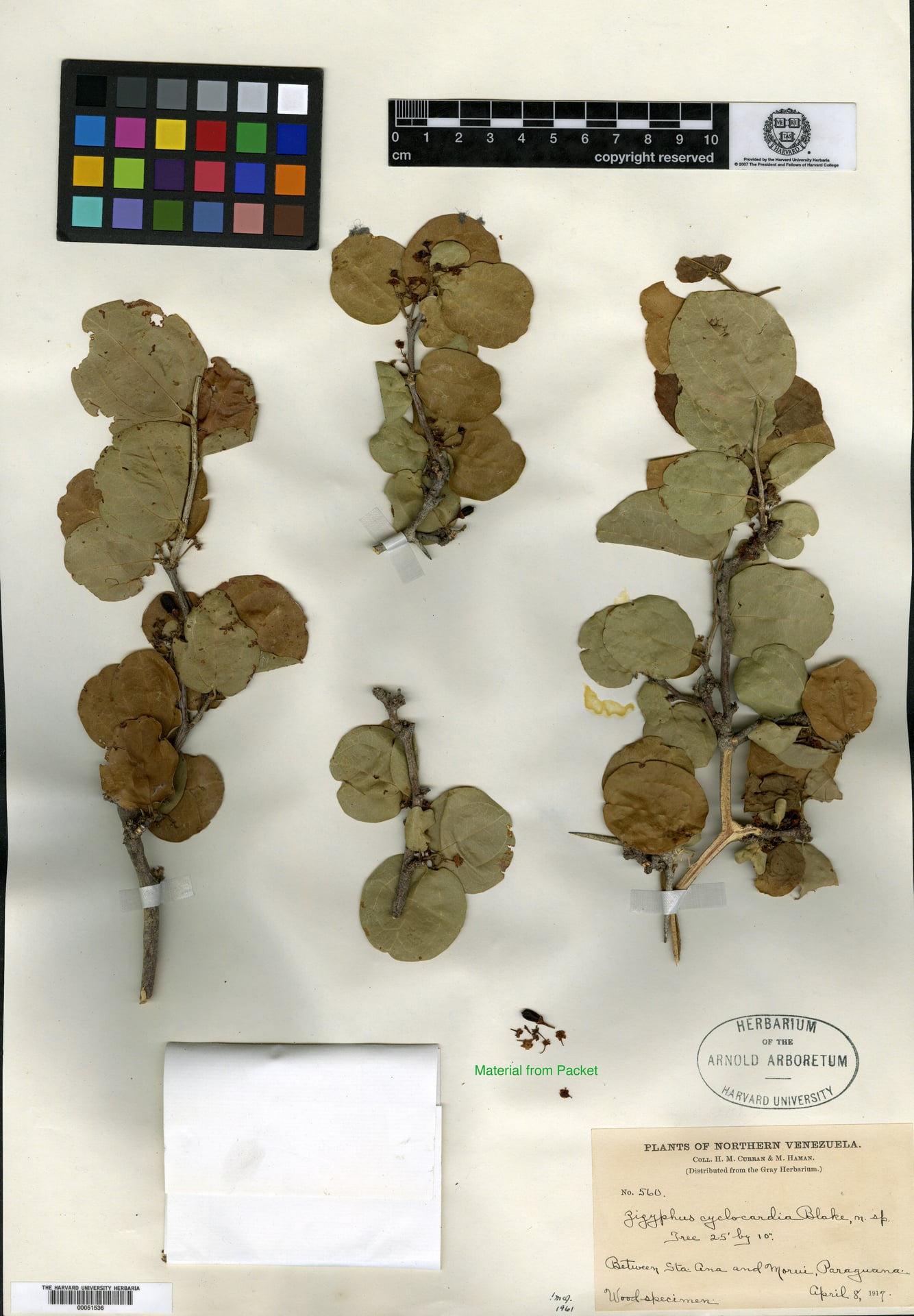Ziziphus cyclocardia