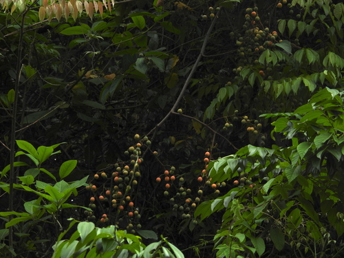 Ziziphus funiculosa