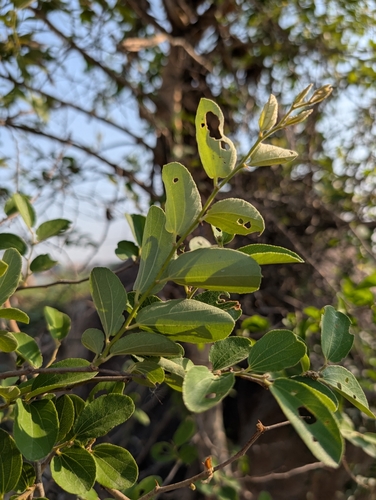 Ziziphus glabrata