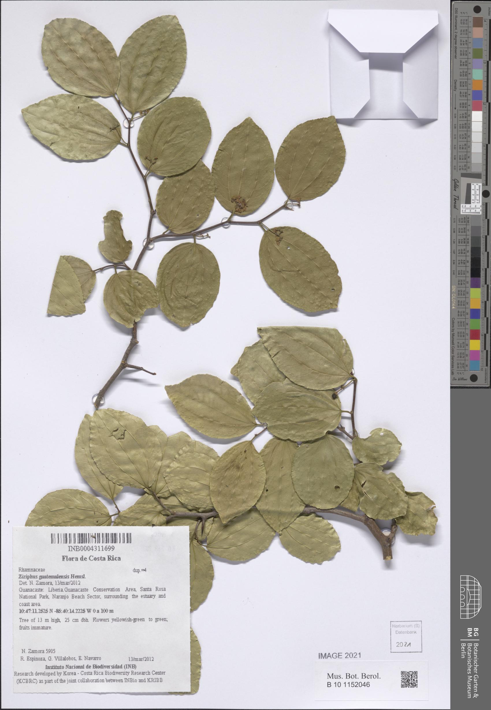 Ziziphus guatemalensis
