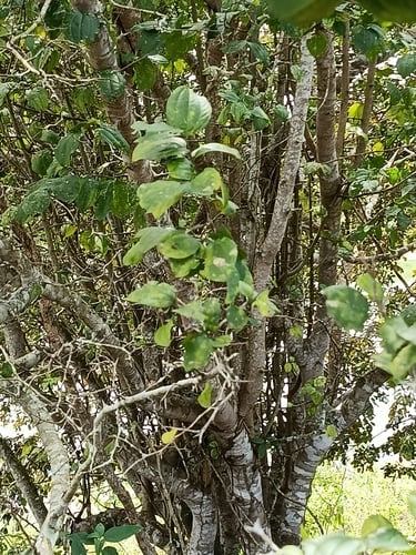 Ziziphus joazeiro (Jujube) — photo