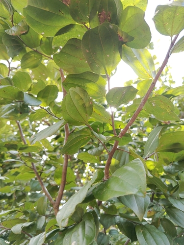 Ziziphus joazeiro (Jujube) — photo