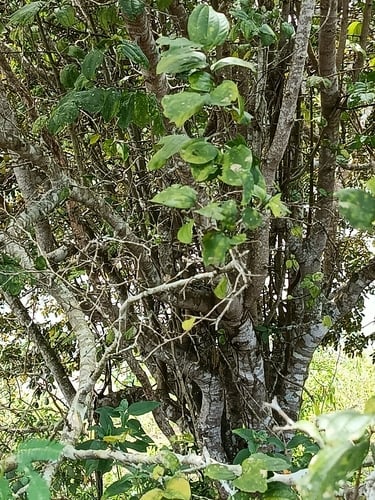 Ziziphus joazeiro