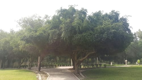 Ziziphus jujuba (Chinese Date) — photo