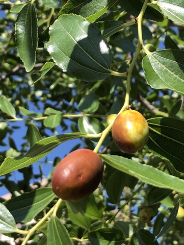 Ziziphus jujuba var. inermis