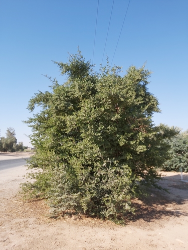 Ziziphus jujuba var. spinosa — photo