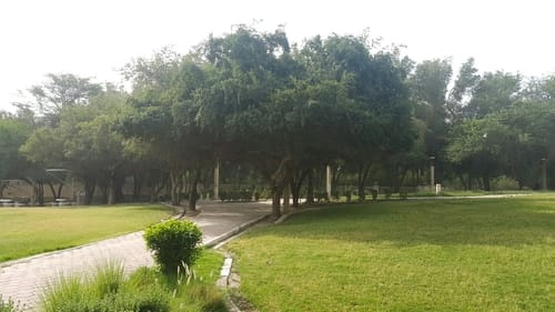 Ziziphus jujuba
