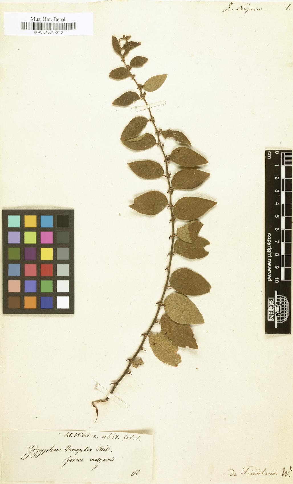 Ziziphus linnaei